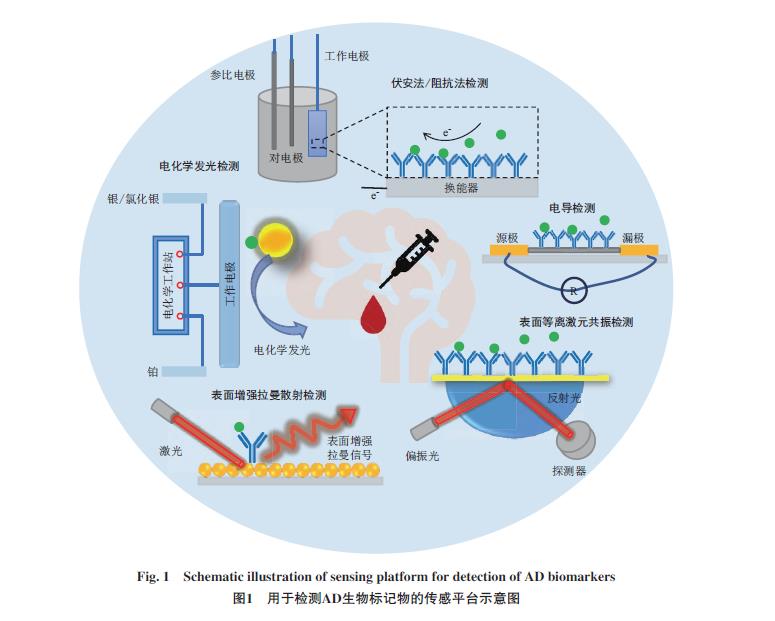 2021-12-8 恭喜宋诗洁同学的综述性文章在《生物化学与生物物...